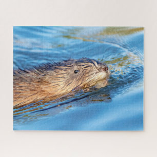 Puzzle Muskrat en la Reserva Ecológica de las Granjas de