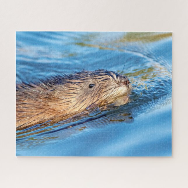 Puzzle Muskrat en la Reserva Ecológica de las Granjas de  (Horizontal)