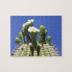 Puzzle N.A., EE. UU., Arizona, Tucson, Desierto de Sonora