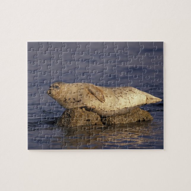 Puzzle N.A., EE. UU., California, Monterey.  Foca común (Horizontal)