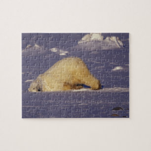 Puzzle NA, Canadá, Manitoba, Churchill, Oso polar