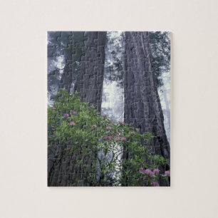 Puzzle NA, EE. UU., California. Parque estatal Del Norte 