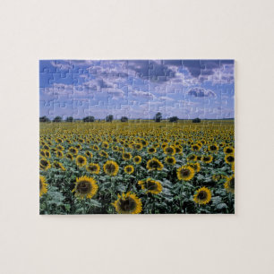 Puzzle NA, EE. UU., Kansas, cultivo de girasol