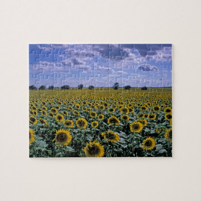 Puzzle NA, EE.UU., Kansas, cultivos de girasol (Horizontal)