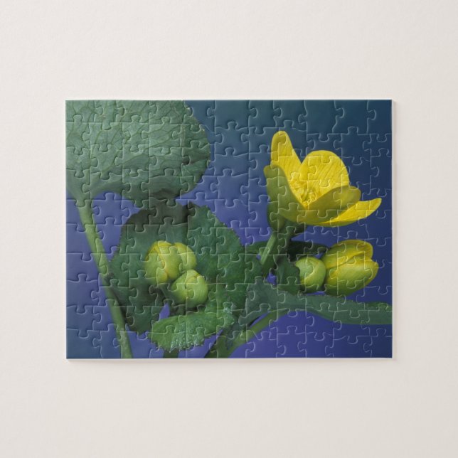 Puzzle NA, EE. UU., Michigan, Rochester Hills. Marisma (Horizontal)