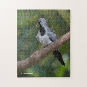 Puzzle Namaqua Pigeon / Dove in the Tree
