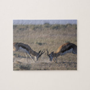 Puzzle Namibia, Parque Nacional Etosha, Dos machos