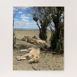 Puzzle Nap Time for Lions Kenya
