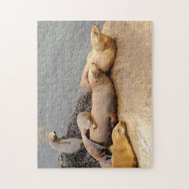 Puzzle Napping Baby Sea Lions