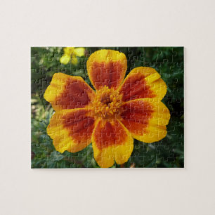 Puzzle Naranja Disco Marigold y Flor Roja de Verano