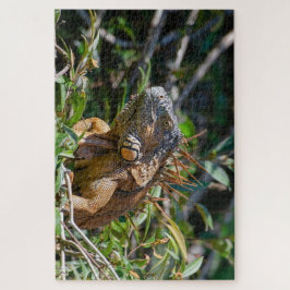 Puzzle Naranja Lizard, Belice Iguana