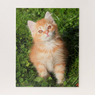 Puzzle Naranja suave y suave Tabby Cat Kitten