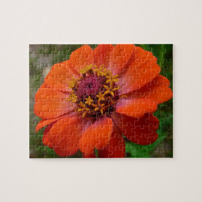 Puzzle Naranja Zinnia Wildflower Naturaleza Floral (Horizontal)