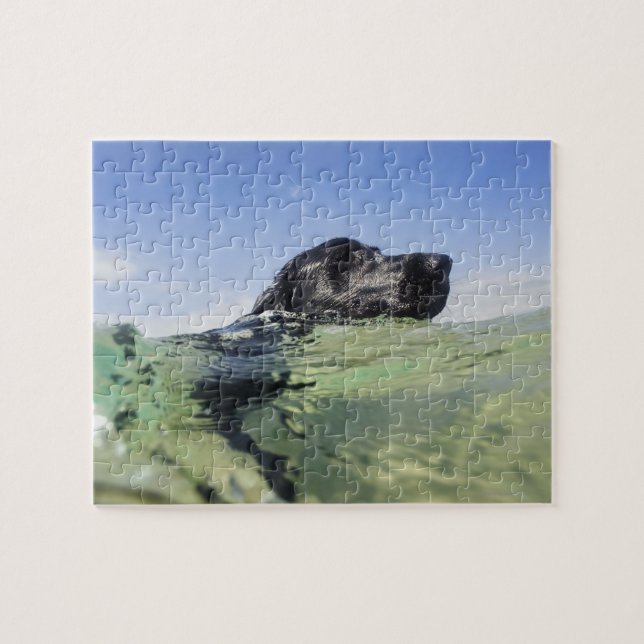 Puzzle Natación del perro (Horizontal)