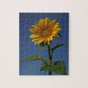 Puzzle naturaleza de girasol