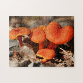 Puzzle Naturaleza de la familia del hongo naranja  