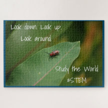 Naturaleza de la hoja de insecto STEM