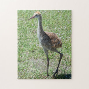 Puzzle Naturaleza de las aves silvestres Florida Sandhill