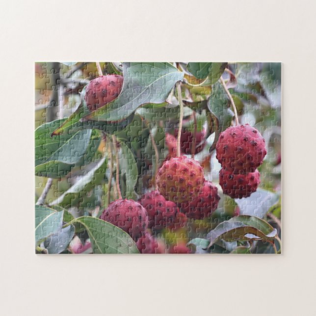 Puzzle Naturaleza de los frutos de dogwood rojos (Horizontal)