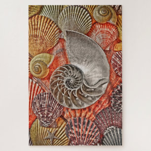 Puzzle Nautilus y conchas