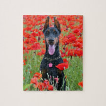 Negro y Tan Doberman Pinscher en flores rojas