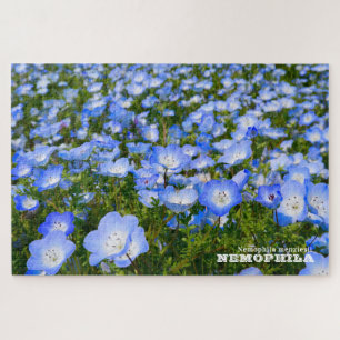 Puzzle NEMOPHILA(Ojos Azules Bebé)