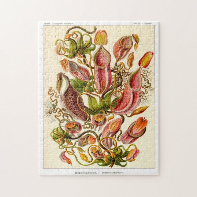 Puzzle Nepentheceae carnivorous pitchen (Vertical)