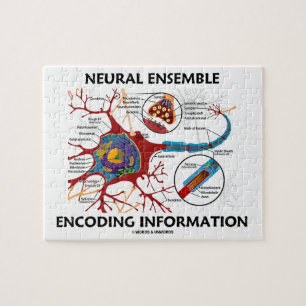Puzzle Neurona Neural Ensemble Encoding Information Neuro