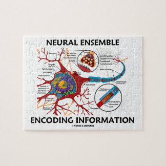 Puzzle Neurona Neural Ensemble Encoding Information Neuro