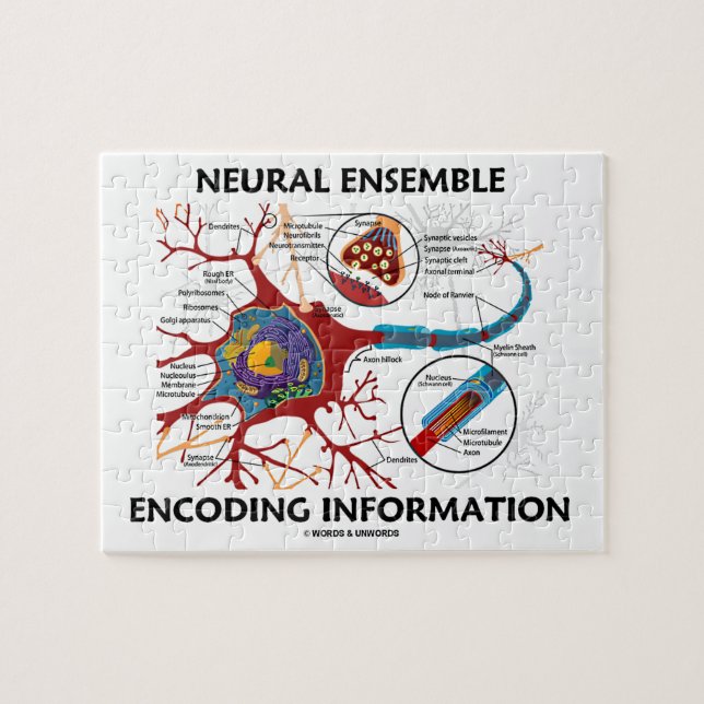 Puzzle Neurona Neural Ensemble Encoding Information Neuro (Horizontal)