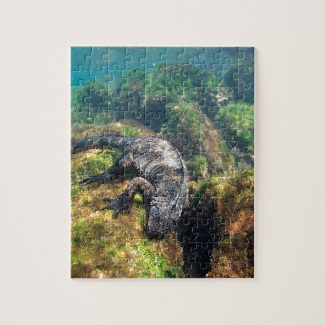 Puzzle Niiguana marina alimentando bajo el agua Islas Gal (Vertical)