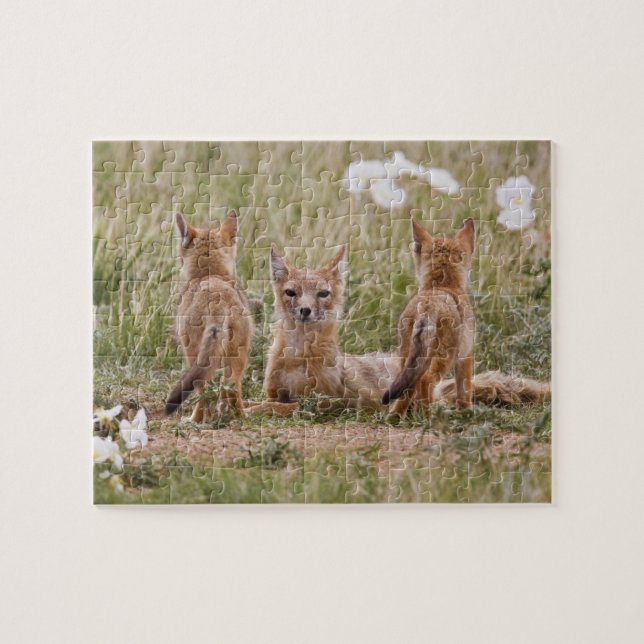 Puzzle Niña de Swift Fox (Vulpes velox) con (Horizontal)