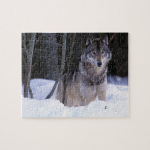 Puzzle Norteamérica, Canadá, Canadá Oriental, Lobo gris