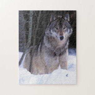 Puzzle Norteamérica, Canadá, Canadá Oriental, Lobo gris