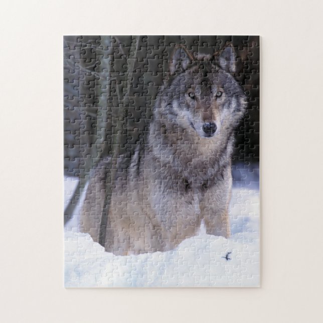 Puzzle Norteamérica, Canadá, Canadá Oriental, Lobo gris (Vertical)
