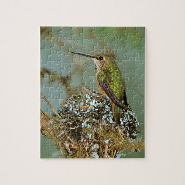 Puzzle Norteamérica, EE. UU., Alaska. Colibrí rufo (Vertical)