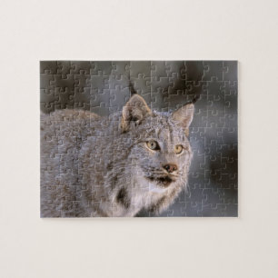 Puzzle Norteamérica, EE. UU., Alaska, Haines. Lince (Feli