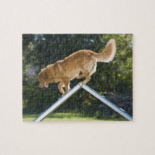 Puzzle nova scotia duck tolling
