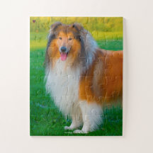Nuestro Mascota de familia Rough Collie