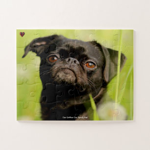 Puzzle Nuestro Perro Griffon Nuestro Mascota Familiar