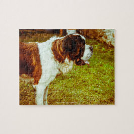 Puzzle Nuestro San Bernard nuestro Mascota familiar