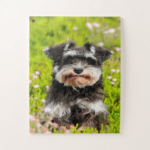 Puzzle Nuestro Schnauzer Nuestra Mascota Familiar