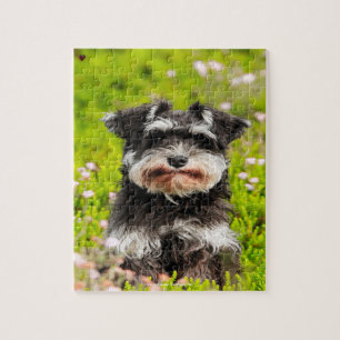 Puzzle Nuestro Schnauzer Nuestra Mascota Familiar