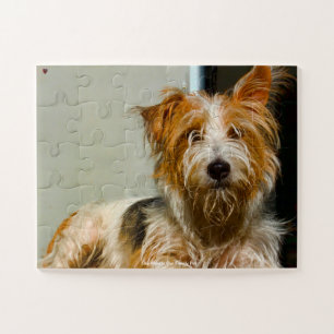 Puzzle Nuestro Westie Nuestra Mascota Familiar
