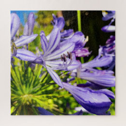 Puzzle Nueva Zelanda Agapanthus Violet Flower Florece