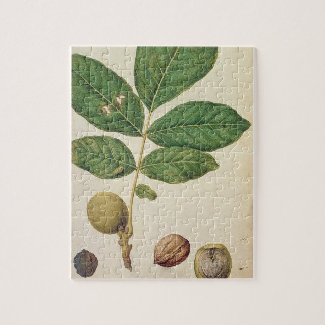 Puzzle Nuez, c.1568 (w/c en el papel) (Vertical)