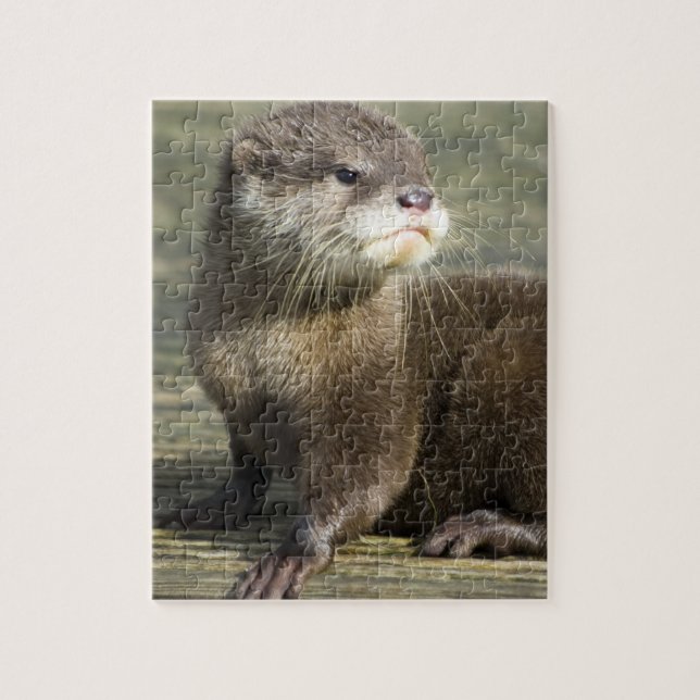 Puzzle Nutria linda del bebé (Vertical)