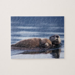 Puzzle nutria marina, Enhydra lutris lutris