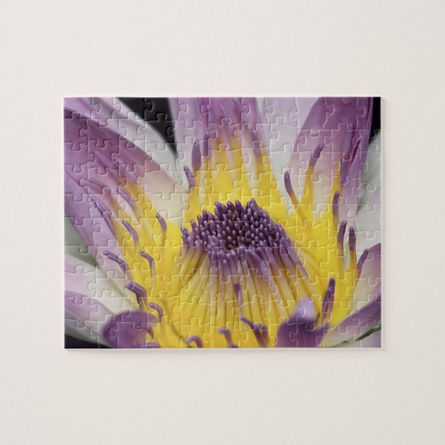 Puzzle Oceanía, Fiji, Púrpura Panamá Pacífico Nymphea (Horizontal)