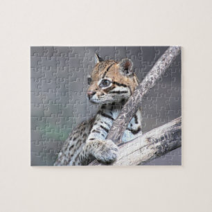 Puzzle Ocelot